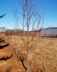 uncommonfruit.cias.wisc.edu