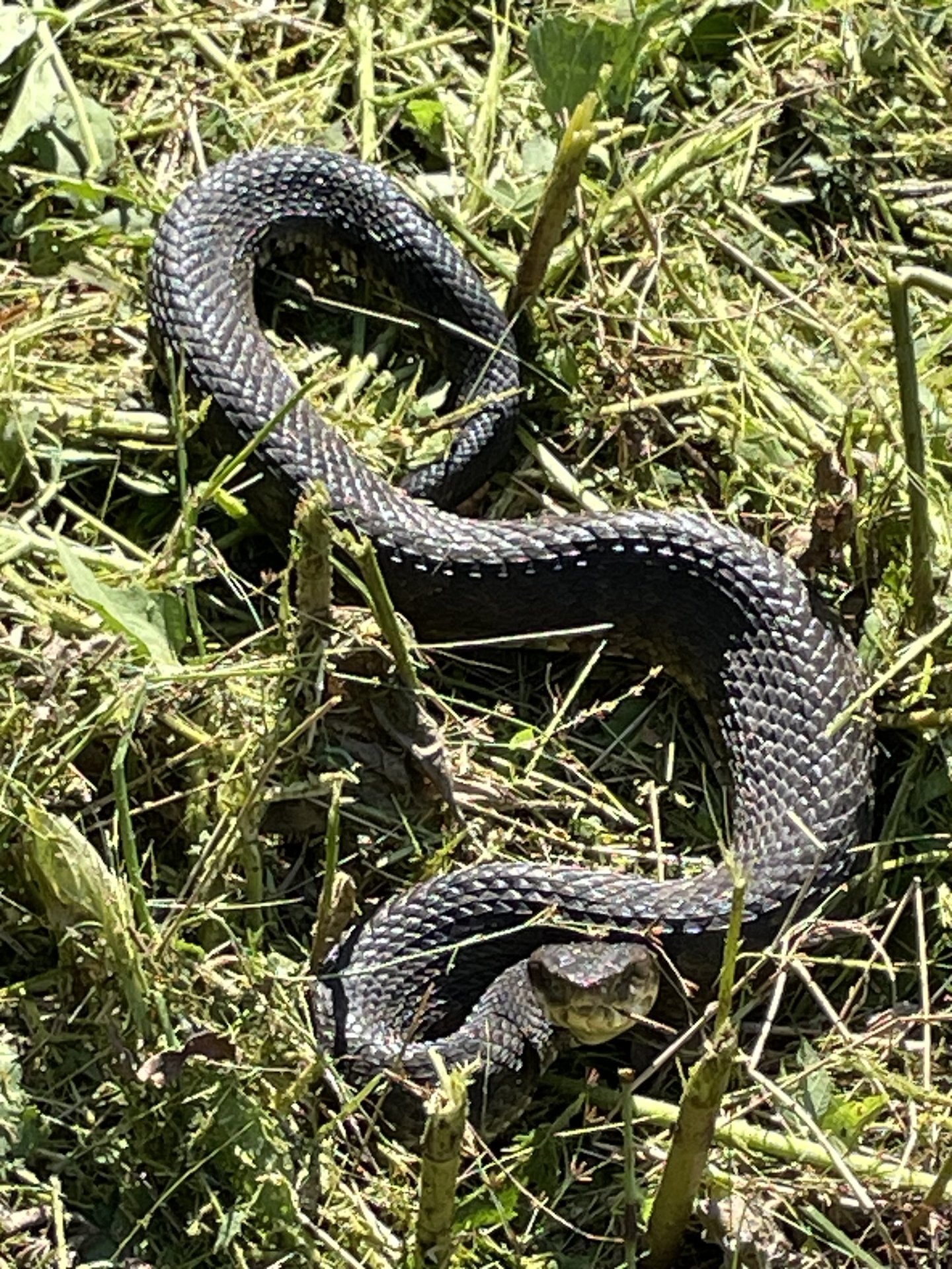 Ecoregion Snake Reptile Scaled reptile Terrestrial animal