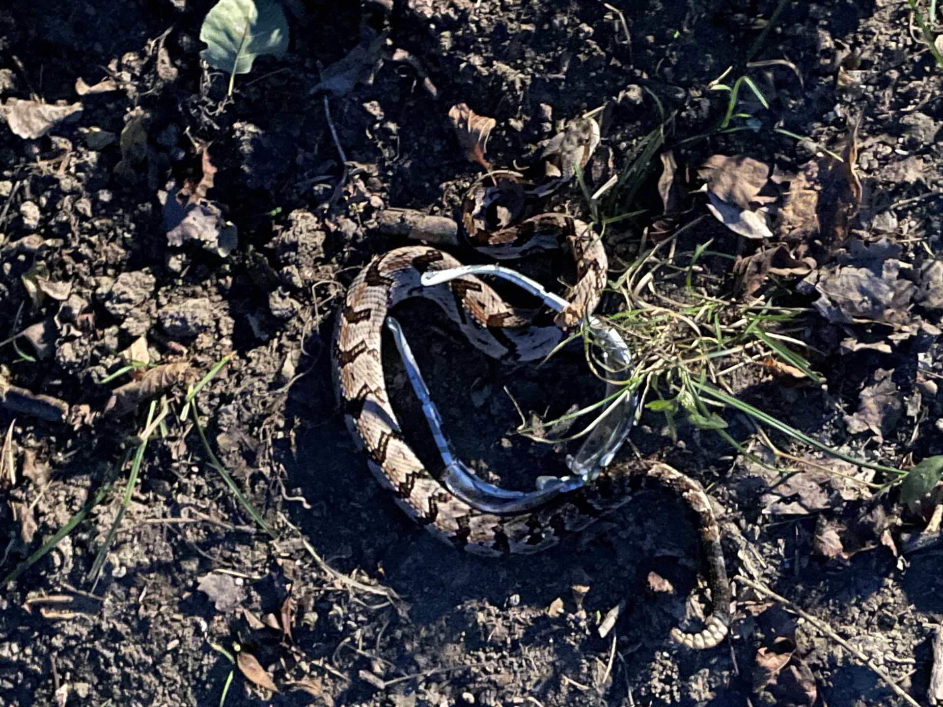Automotive tire Natural material Scaled reptile Terrestrial plant Landscape Automotive tire Natural material Scaled reptile Terrestrial plant Landscape