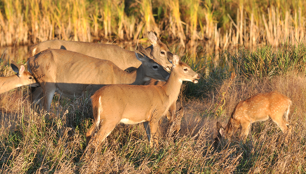 www.deeranddeerhunting.com