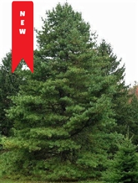 www.evergreenplantnursery.com