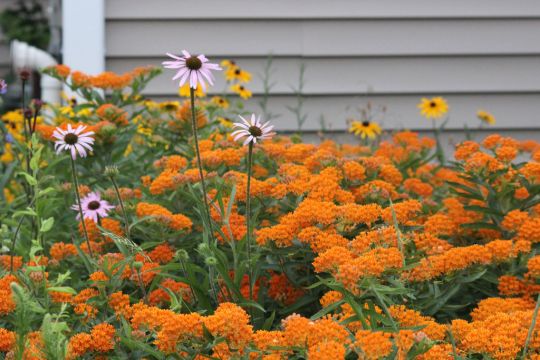 asclepias-tuberosa-butterfly-weed_landscaping_540x360.jpg